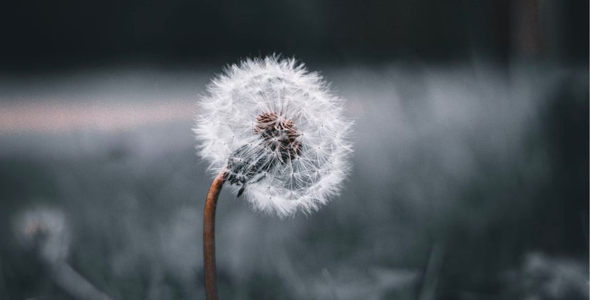 Aliquam erat volutpat phasellus eget